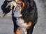 Berner sennenhund Sacko - Maj 2012, lidt bytte slæber jægeren da med hjem....