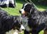 Berner sennenhund Sacko - Maj 2012
