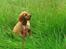Cocker spaniel Freja