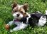 Biewer yorkshire terrier LULU