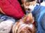 Biewer yorkshire terrier LULU - nu sover vi igen lulu og ida