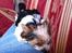 Biewer yorkshire terrier LULU - sover