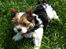 Biewer yorkshire terrier LULU