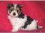 Biewer yorkshire terrier LULU