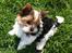 Biewer yorkshire terrier LULU