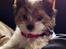 Biewer yorkshire terrier LULU