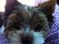 Biewer yorkshire terrier LULU