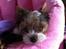 Biewer yorkshire terrier LULU