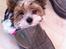Biewer yorkshire terrier LULU