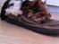 Biewer yorkshire terrier LULU - den sko er god at sove i 