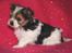Biewer yorkshire terrier LULU