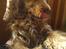 Cocker spaniel Bella (abeungen) - Her står hun vist og tigger lidt mad...
