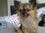 Chihuahua Kong Loui Den Store