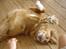 Nova scotia duck tolling retriever Bella