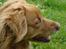 Nova scotia duck tolling retriever Bella