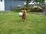 Nova scotia duck tolling retriever Bella
