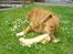 Nova scotia duck tolling retriever Bella