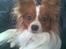 Blanding af racer Lilo - Det er lilos far en rigtig fin papillon ;)