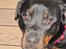 Rottweiler Desna