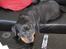 Rottweiler Desna