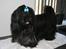 Shih tzu CHRIS KOBRA