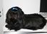 Shih tzu CHRIS KOBRA