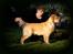Golden retriever Leongolden a little bit of Heaven - ANGEL 10 måneder gammel
16.06.12