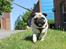 Mops Manfred