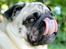 Mops Manfred