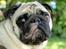 Mops Manfred