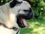 Mops Manfred