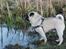 Mops Manfred