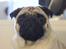 Mops Manfred