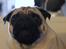 Mops Manfred