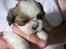 Shih tzu Aiyo