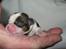 Shih tzu Aiyo
