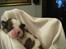 Shih tzu Aiyo