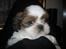 Shih tzu Aiyo