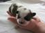 Shih tzu Aiyo