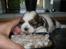 Shih tzu Aiyo