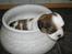 Shih tzu Aiyo