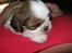 Shih tzu Aiyo