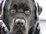 Labrador retriever Albert<3 - Min lækre basse byder jer velkommen! :-)
Lig gerne en kommentar og en bedømmelse<3
