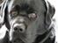 Labrador retriever Albert<3 - Tidspunktet hvor man tænker: "Hold kæft jeg har egentlig en lækker hund<3