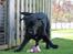 Labrador retriever Albert<3 - Man har det sjoveste med det man selv laver<3