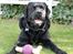 Labrador retriever Albert<3 - Rigtige gode venner er som stjerner på himlen, det er bare ikke altid man kan se dem, men man ved de er der.<3