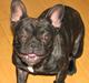 Fransk bulldog Bailey (Fanta)