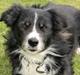 Border collie Freddy