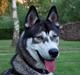 Siberian husky Neo (Setzoniaze's Runner of Jubilee)[Himmelhund]