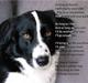 Border collie Rockey